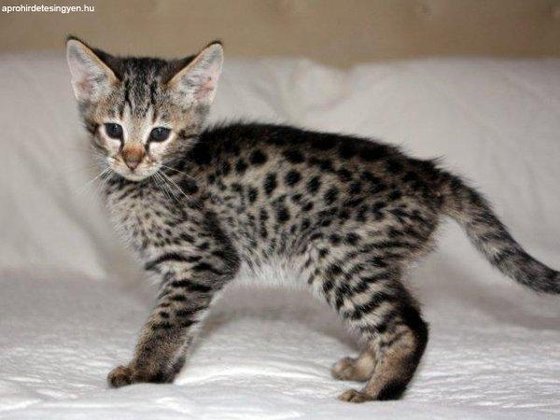 aranyos-serval-ocelot-azsiai-leopard-macska 11303806764