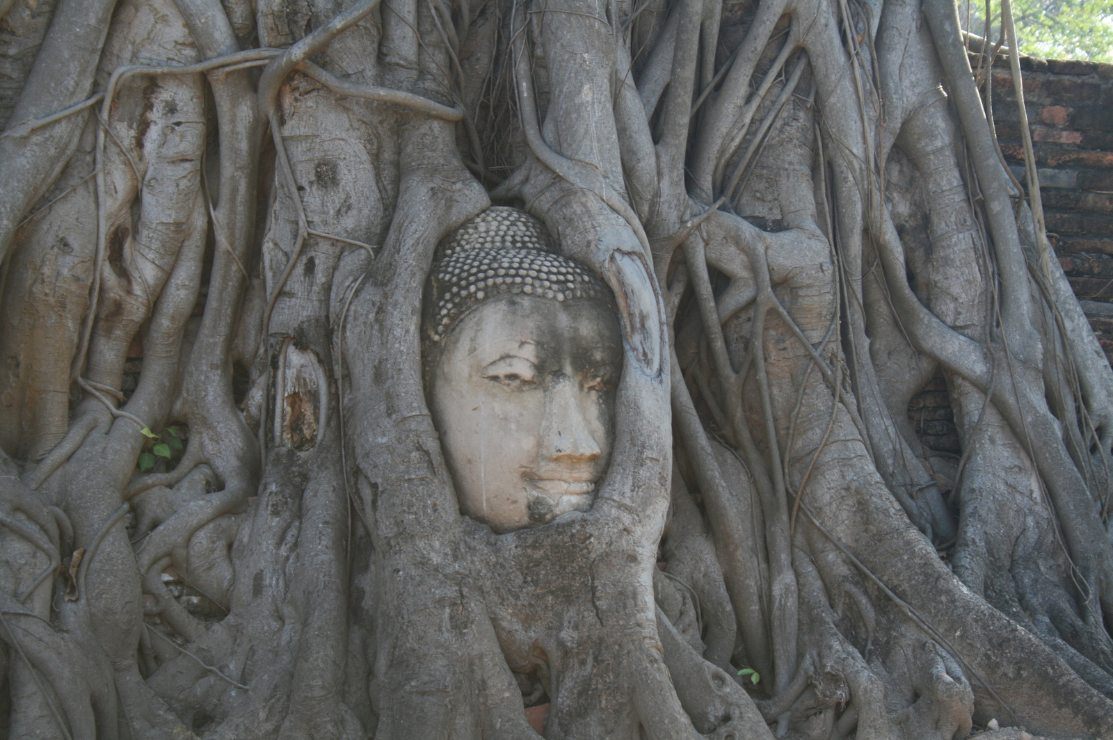 A fa fogságában (Ayutthaya)