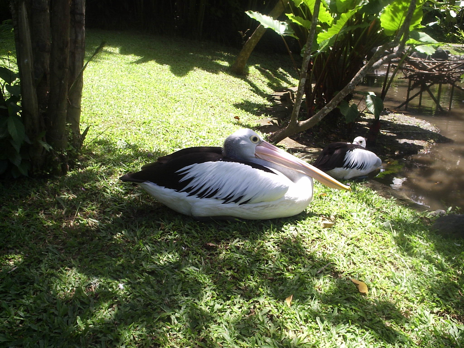 Pihenő pelikánok