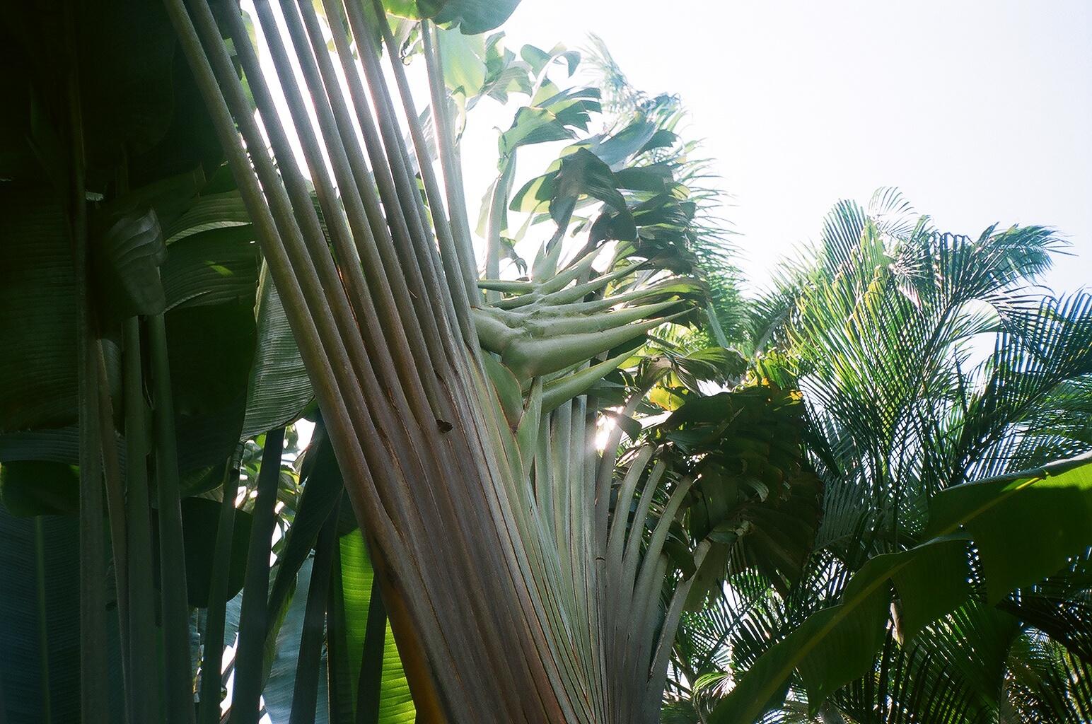 Trópusi esőerdőben