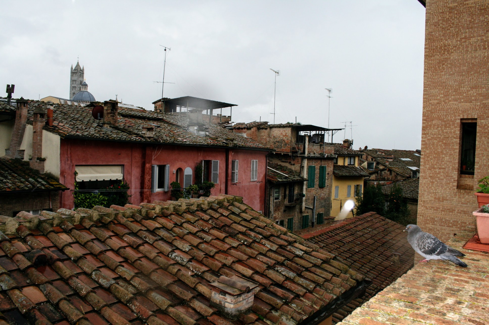 Mediterrán tetők (Siena)