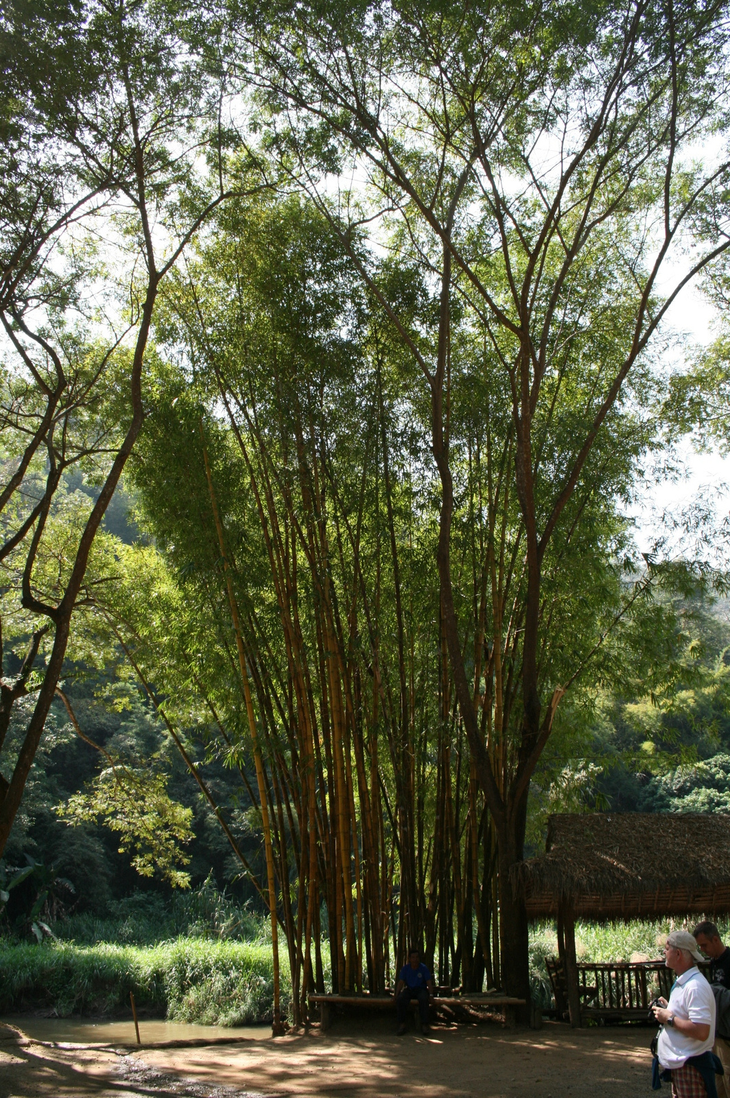 Bambusz a bambusztutaj állomáson