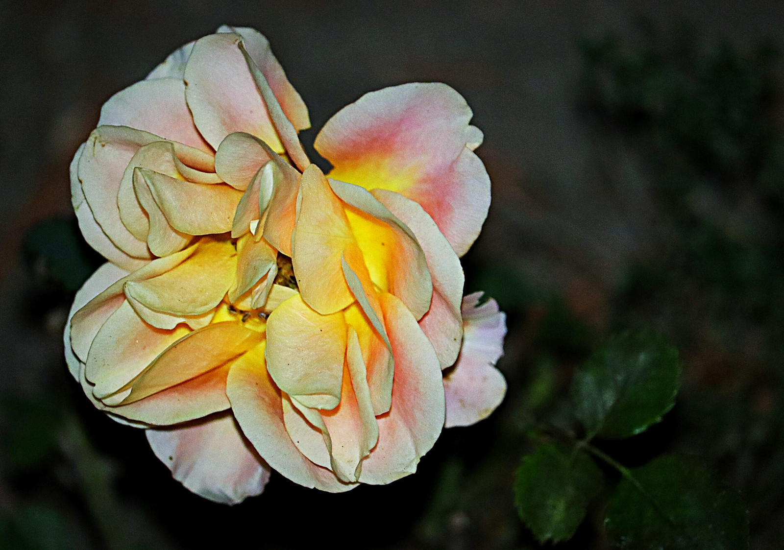 Őszi rózsa