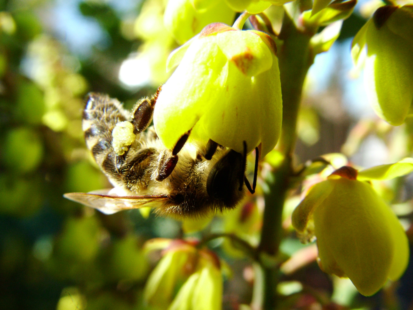 háziméh vagy mézelő méh (Apis mellifera)