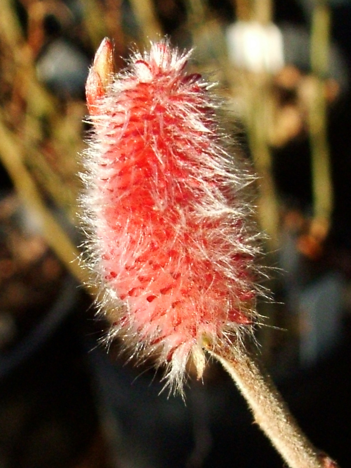 Salix gracilistyla 'Mount Aso'-rózsaszín barkafűz