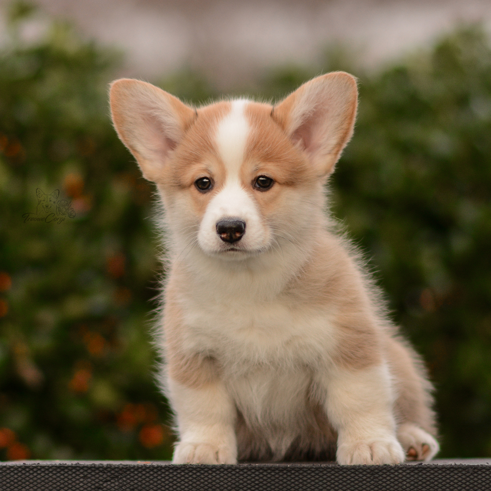 E nchanted Forest puppies TreoweCorgi