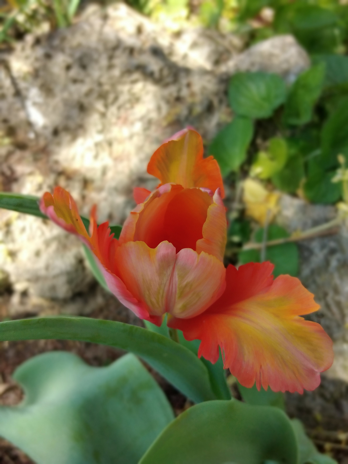 Tulipán szépség