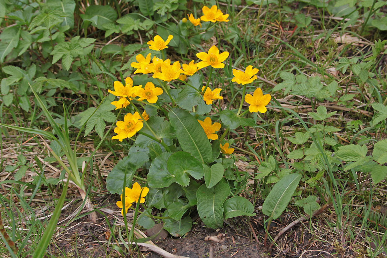 Caltha palustris subsp laeta - hegyi gólyahír