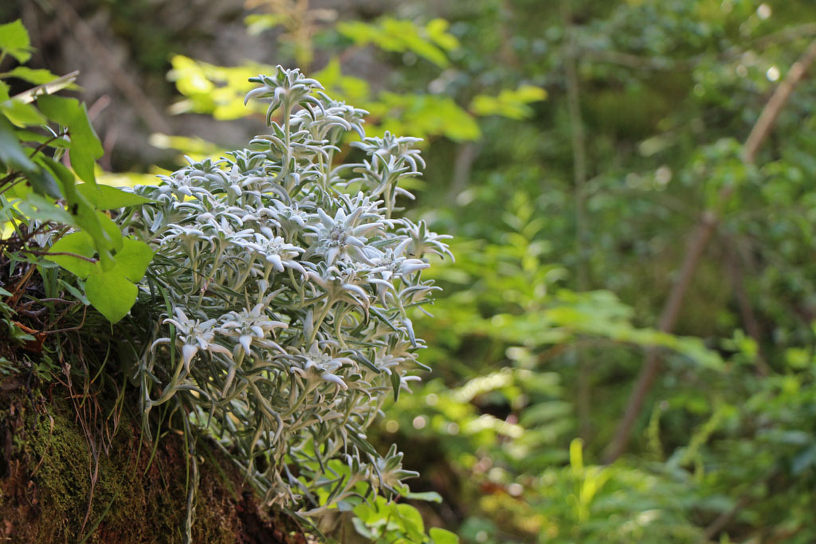 Leontopodium alpinum - havasi gyopár