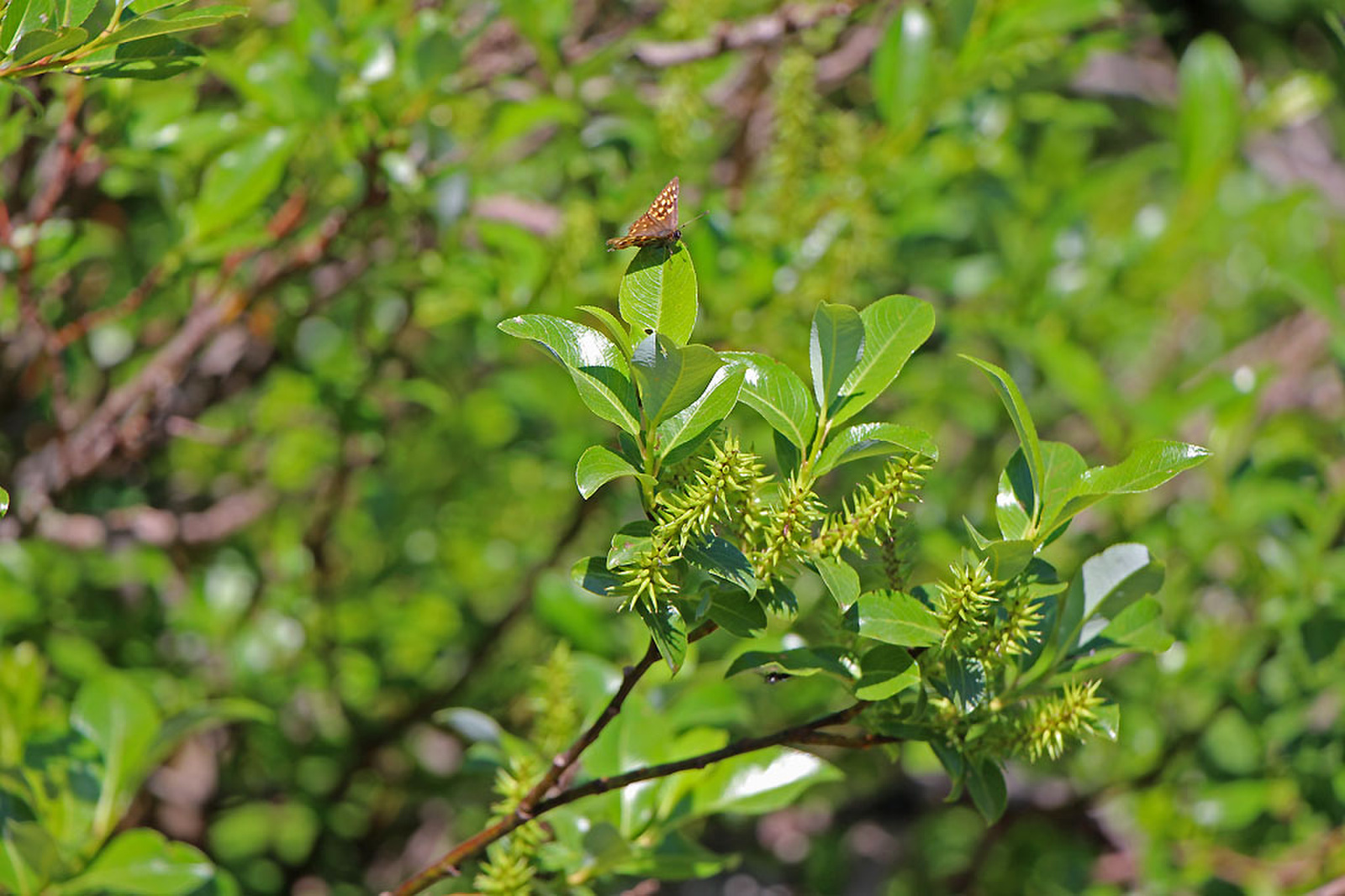 Salix glabra - kopasz fűz (magashegyi)