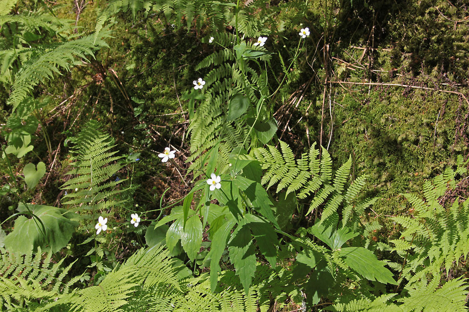Ranunculus platanifolius - platánlevelű boglárka