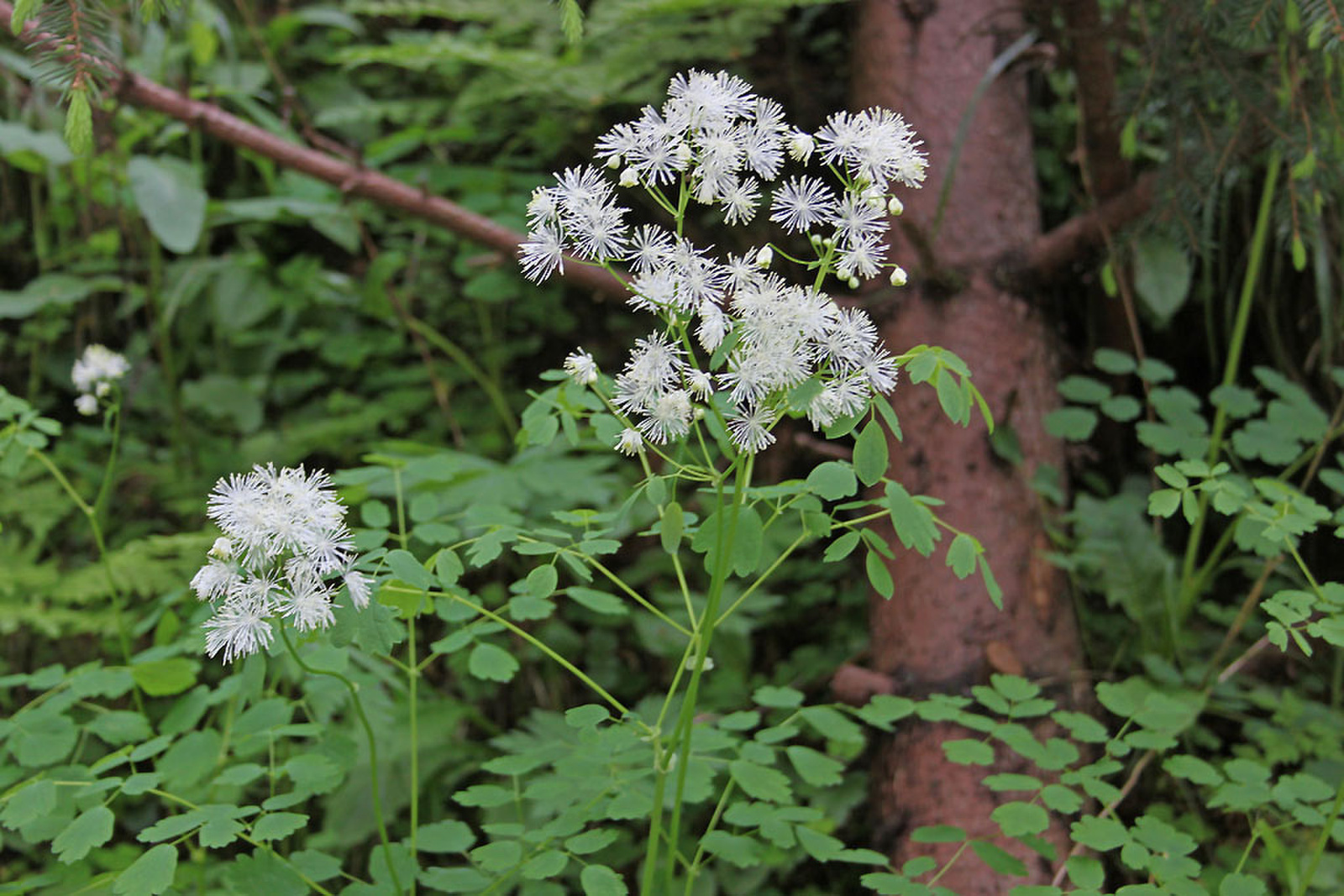 Thalictrum aquilegiifolium - erdei borkóró