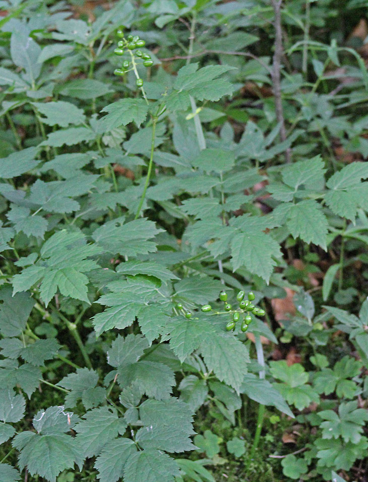 Actaea spicata - fekete békabogyó termés