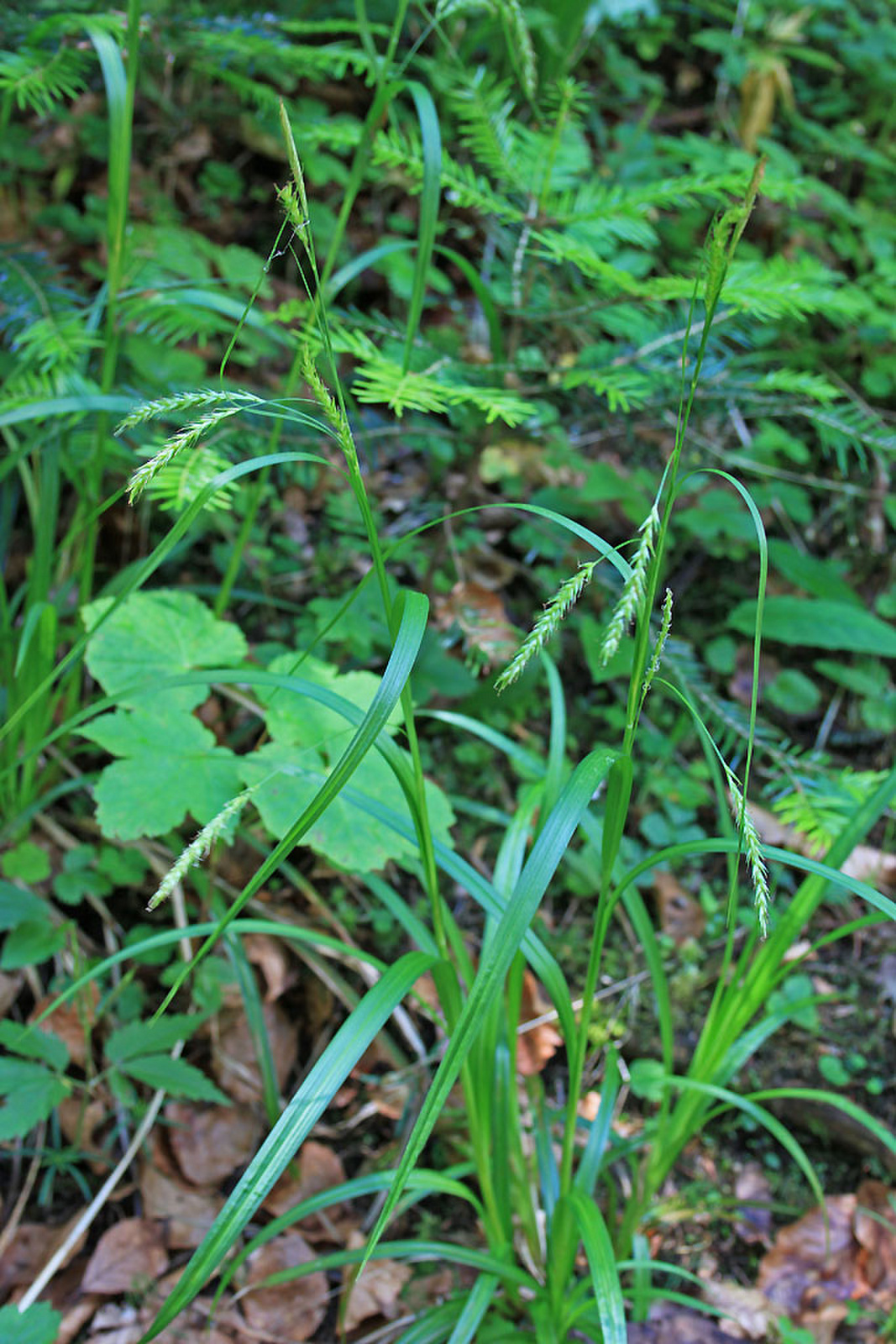 Carex pendula - lecsüngő sás