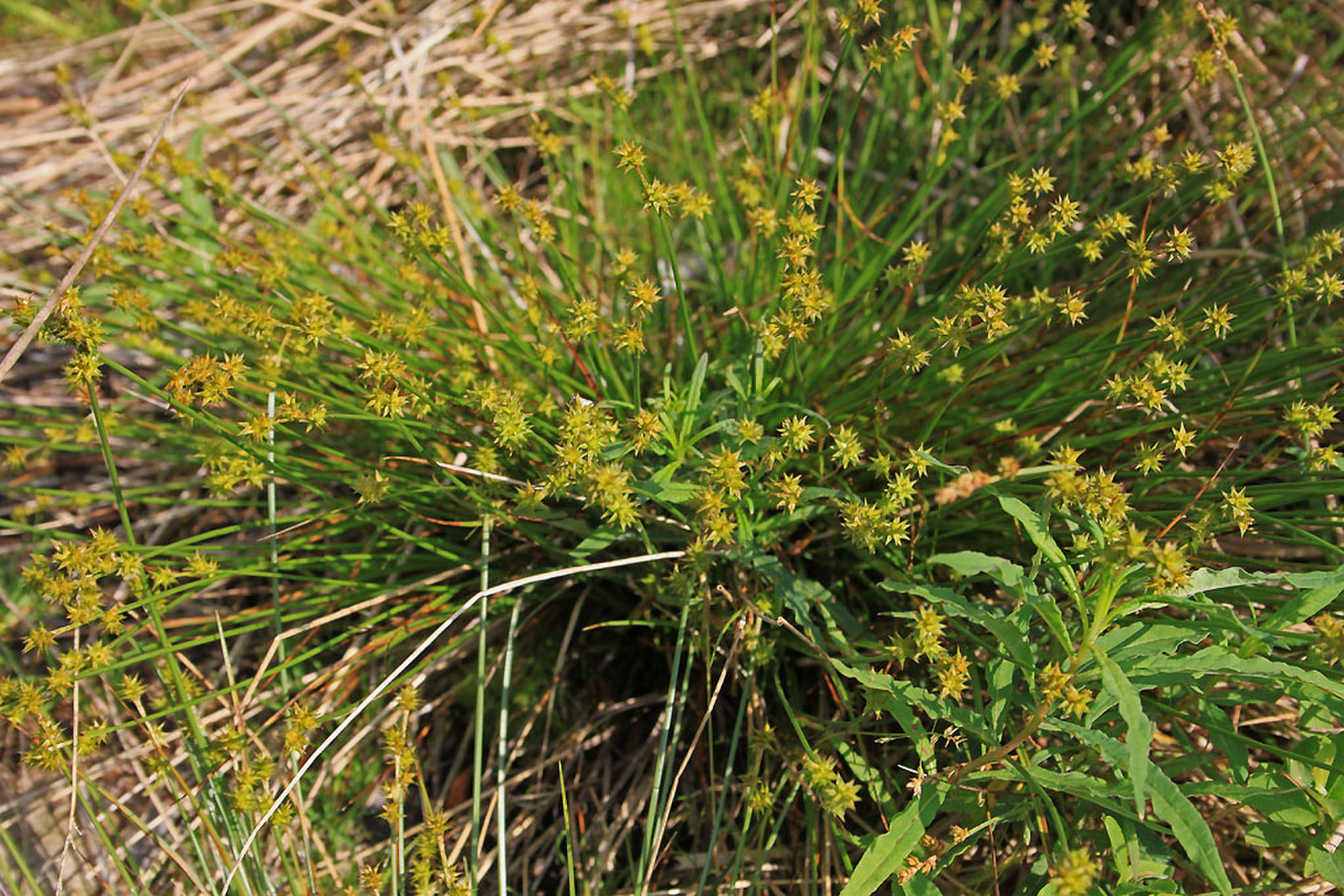 Carex echinata - töviskés sás