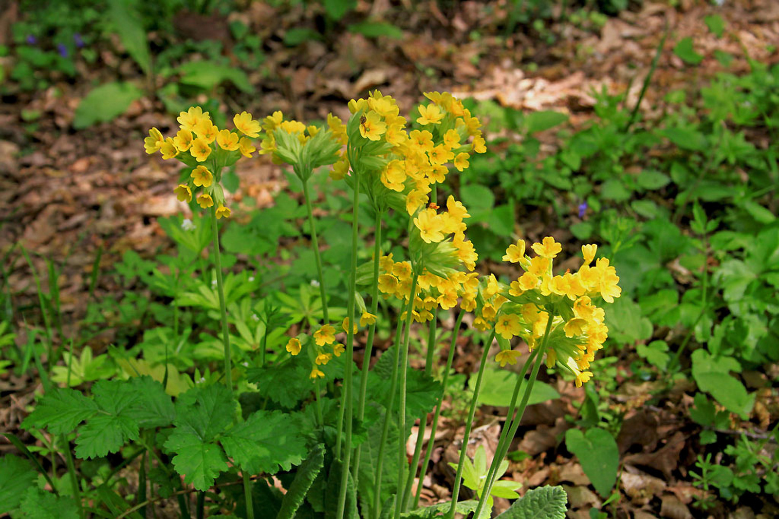 Primula veris - tavaszi kankalin