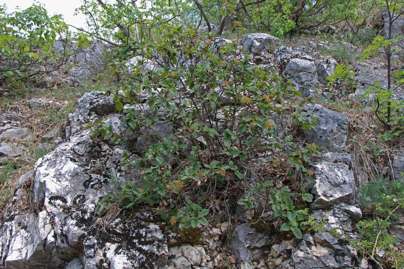 Viburnum lantana - ostorménfa