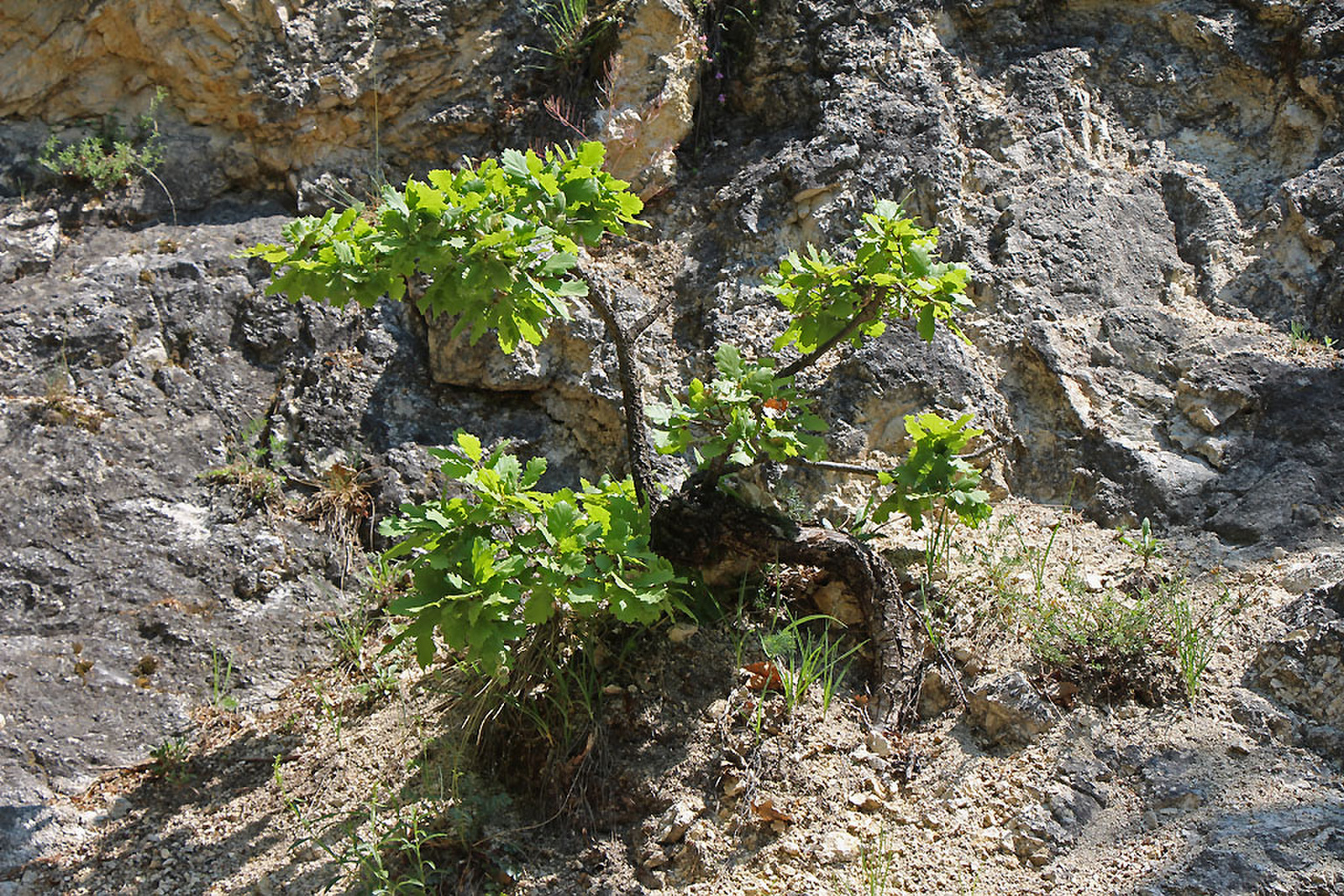 Quercus pubescens - molyhos tölgy