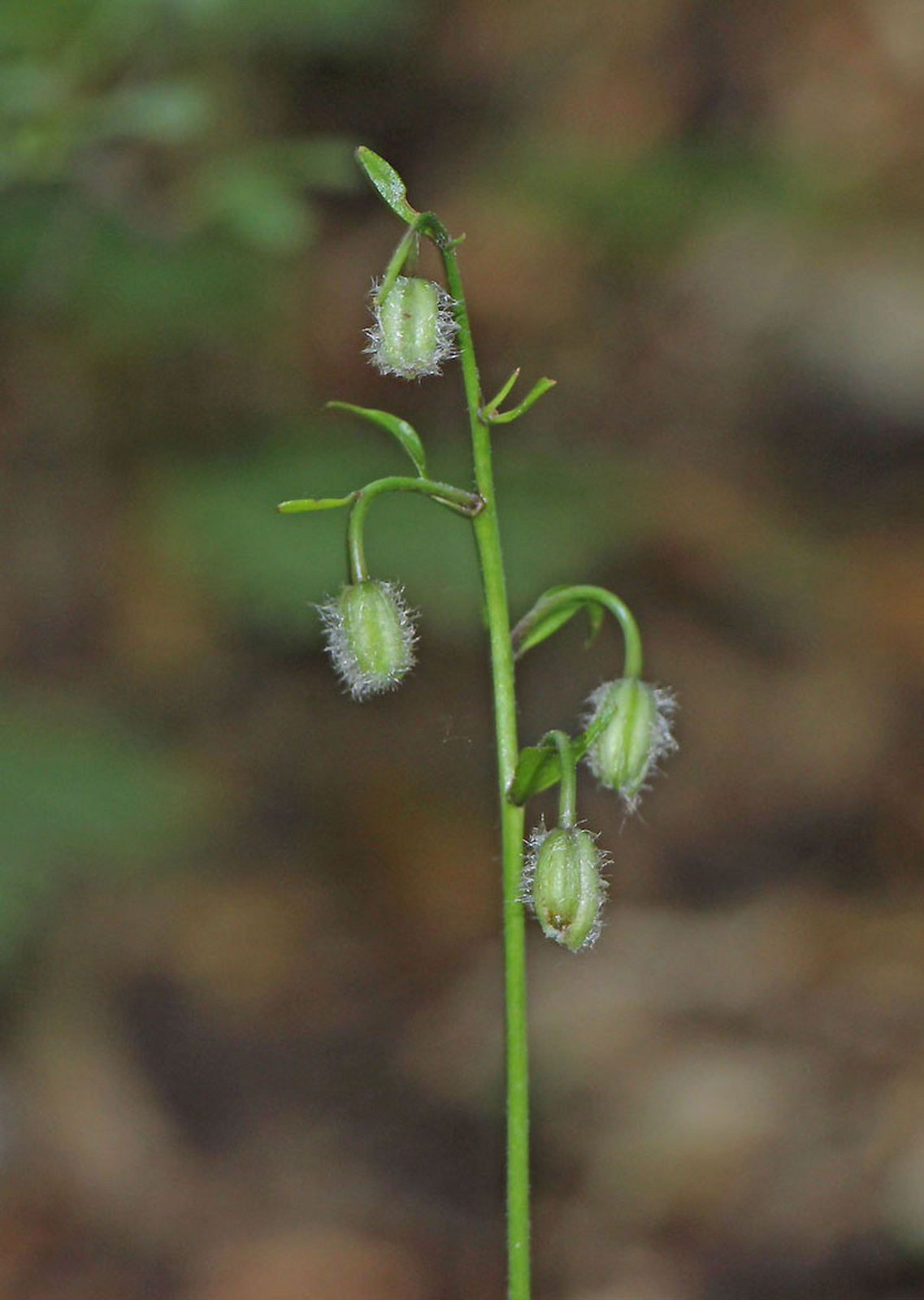 Lilium martagon - turbánliliom bimbósan