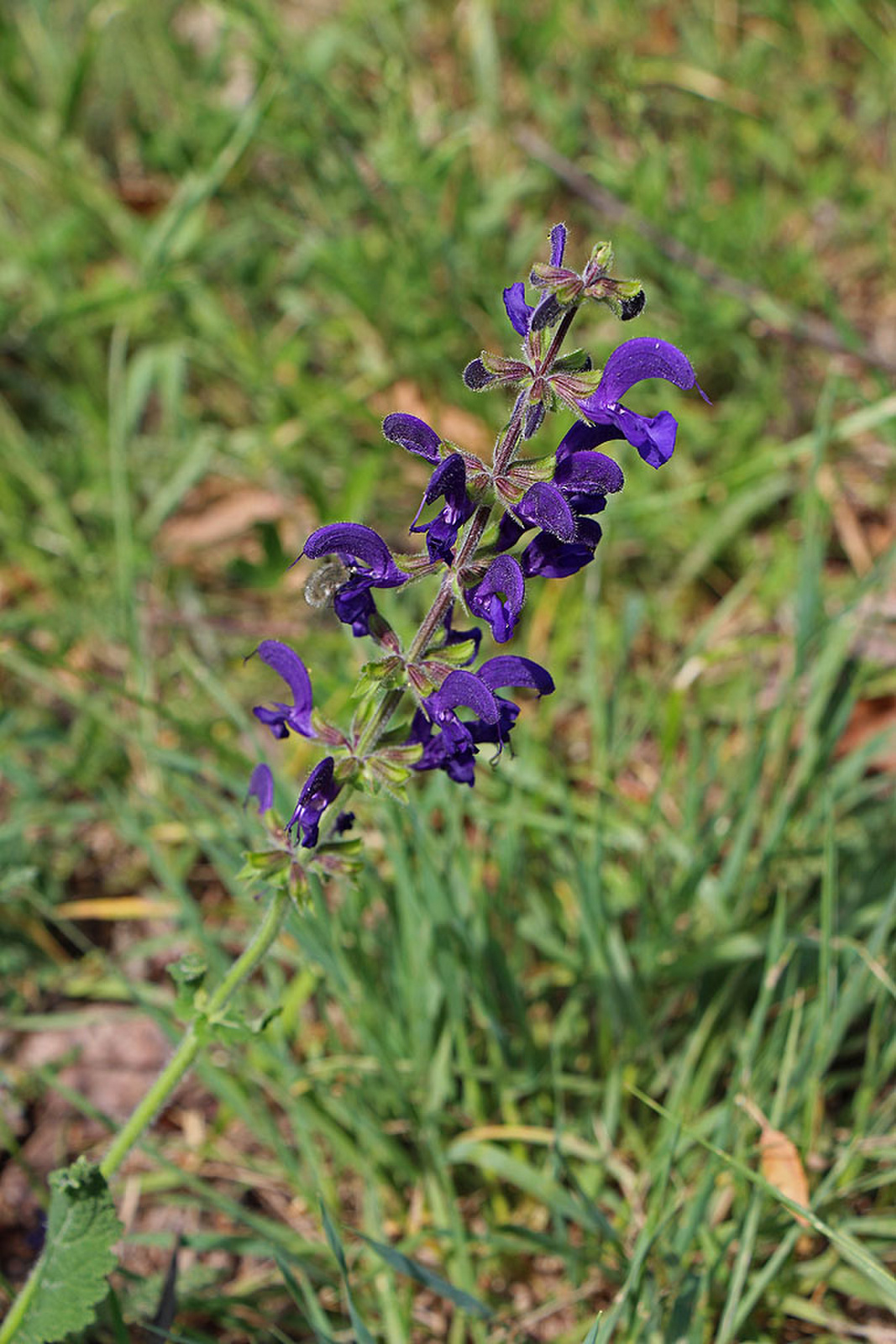 Salvia pratensis - mezei zsálya