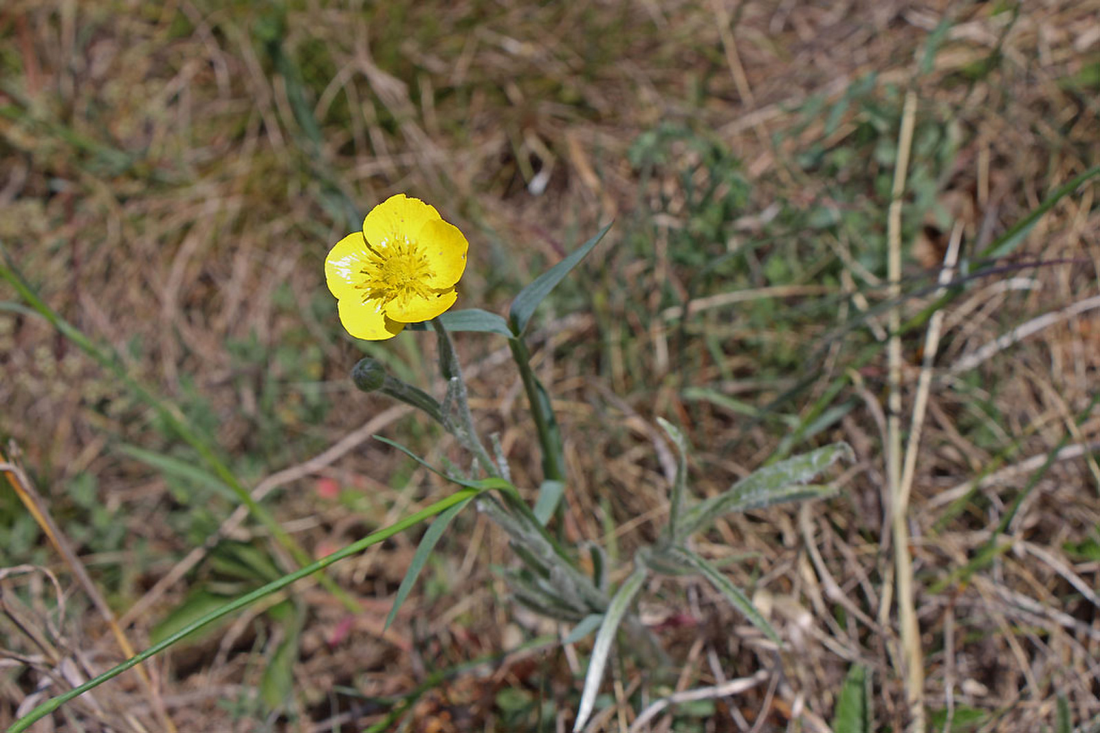 Ranunculus illyricus - selymes boglárka