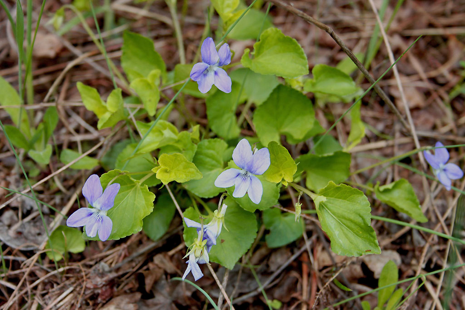 Viola canina - sovány ibolya