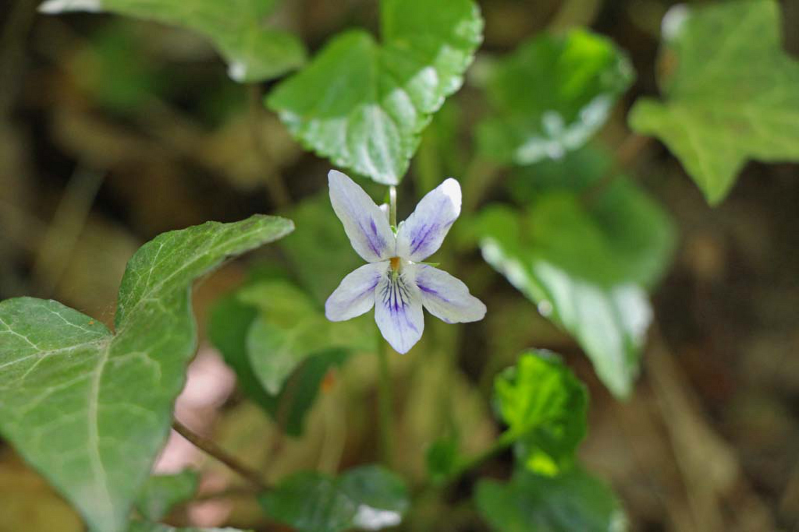 Viola riviniana - nagyvirágú ibolya
