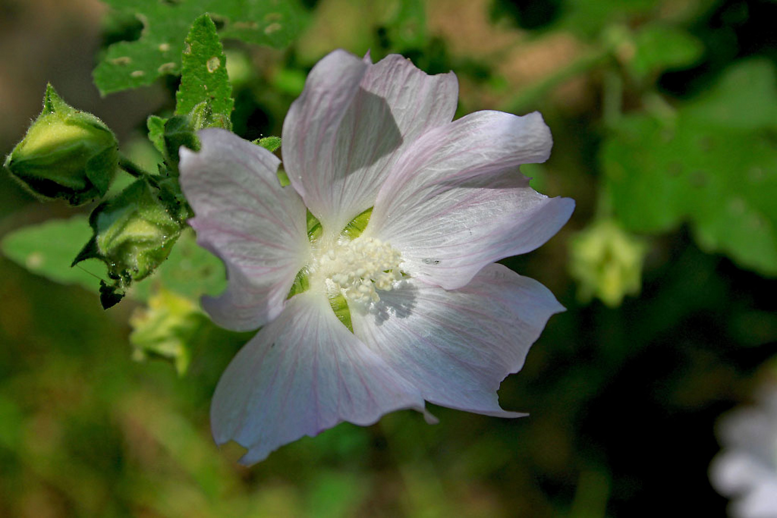 Althaea cannabina- kenderziliz virág