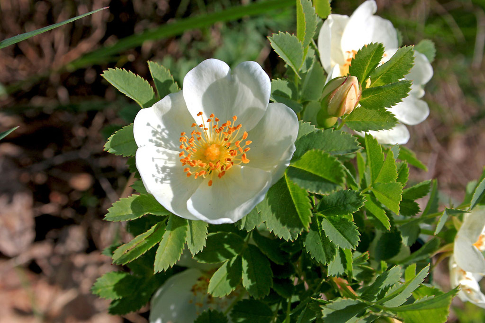 Rosa spinosissima - jajrózsa