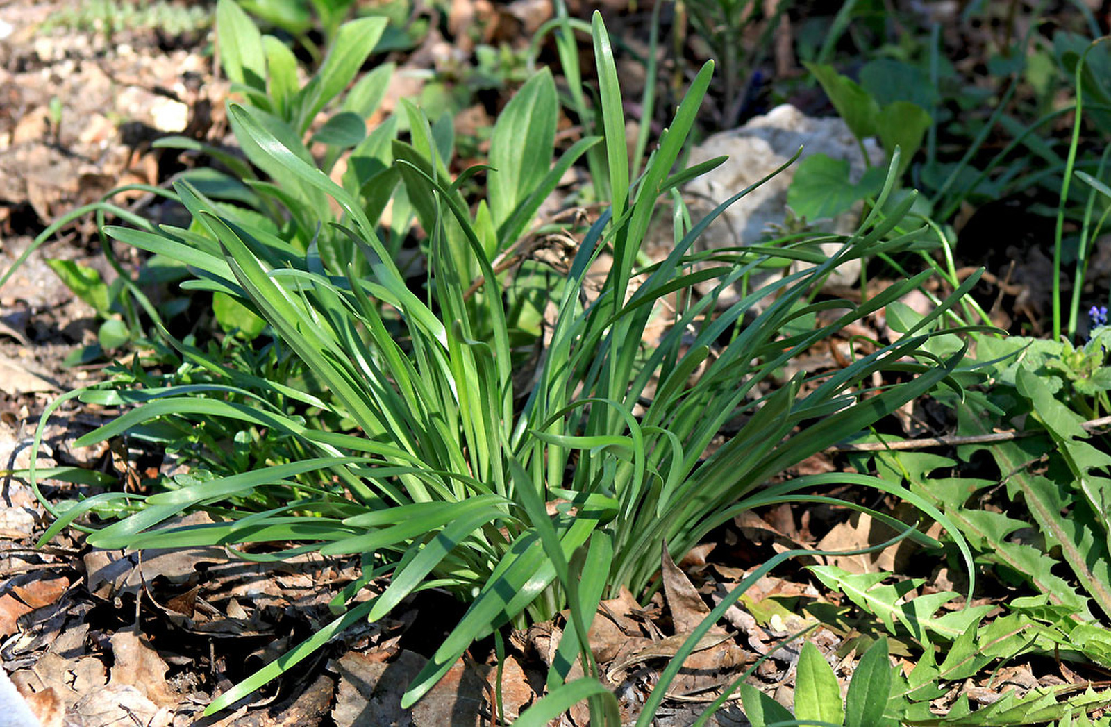 Sternbergia colchiciflora - apró vetővirág, tavaszi tőlevelek