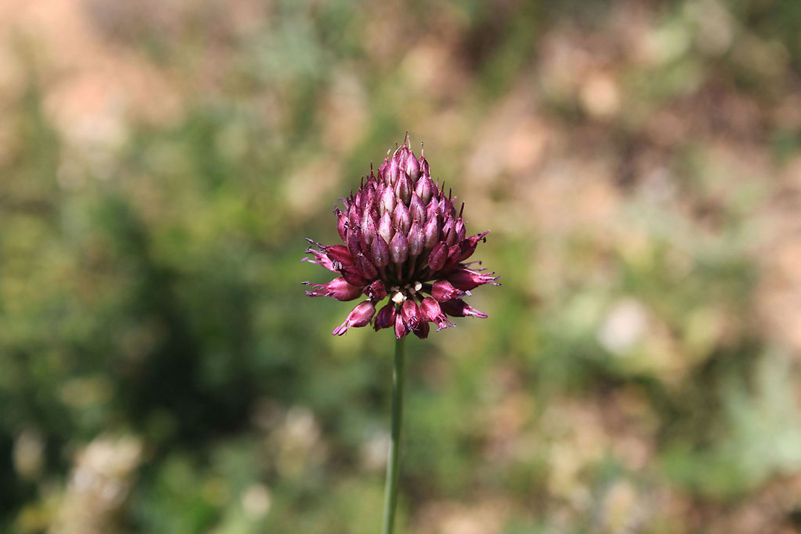 Allium sphaerocephalon - bunkós hagyma