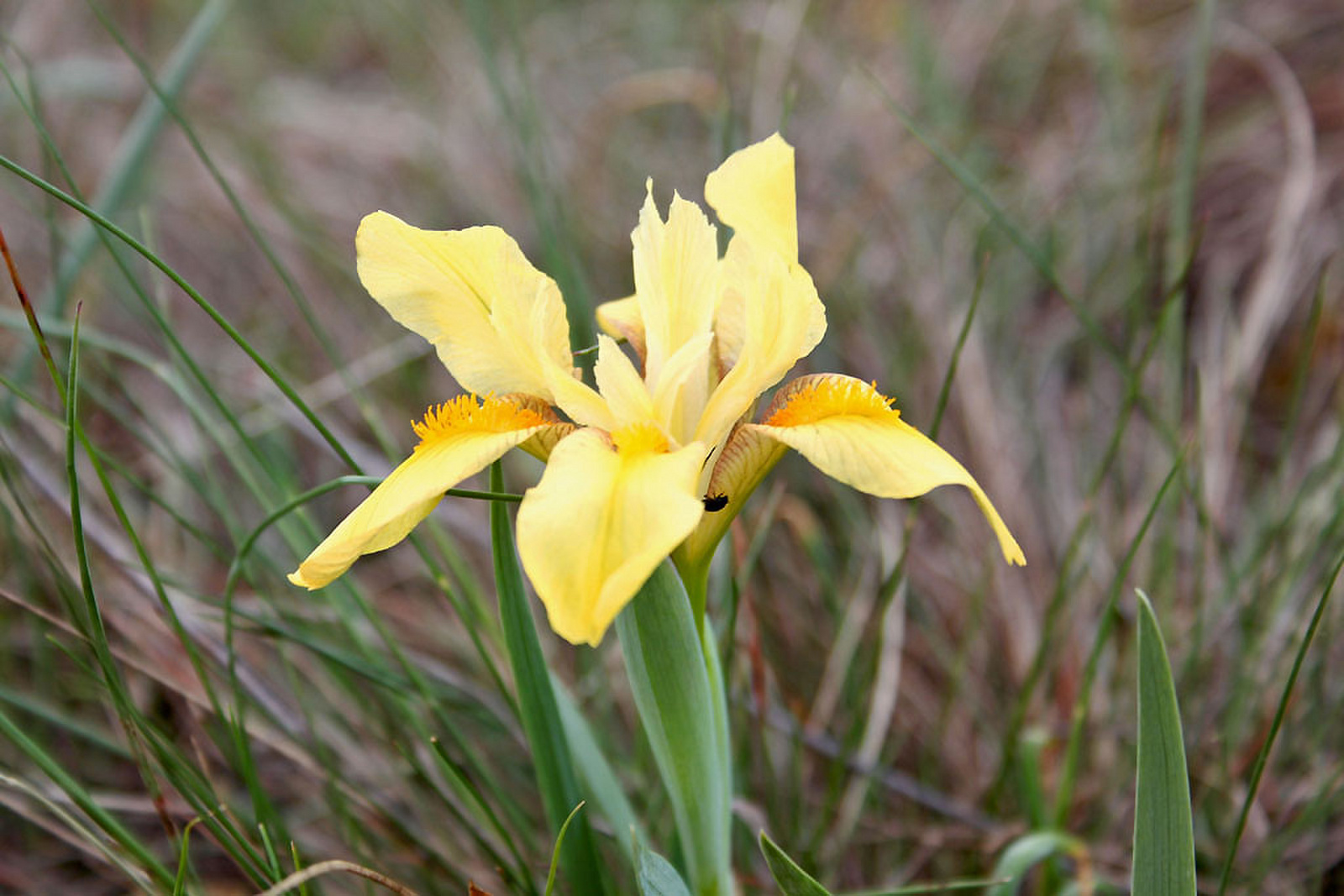 Iris arenaria - homoki nőszirom