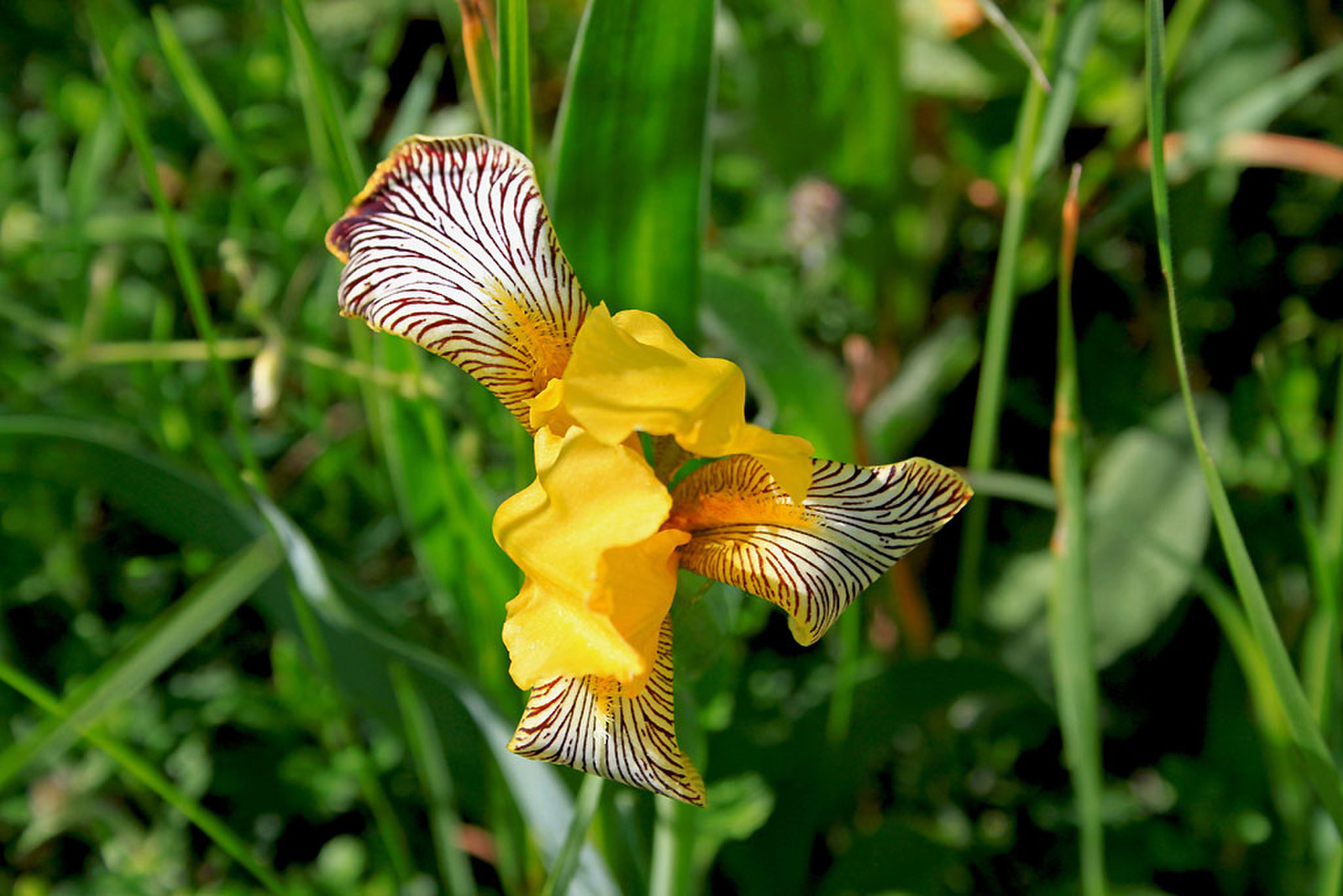 Iris variegata - tarka nőszirom