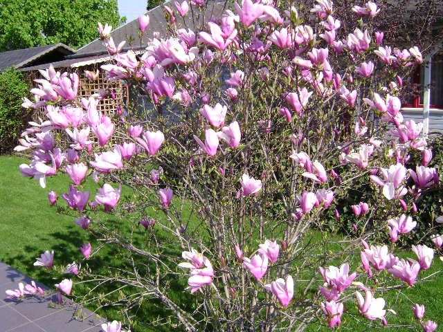 magnolia - 2010 tavasz