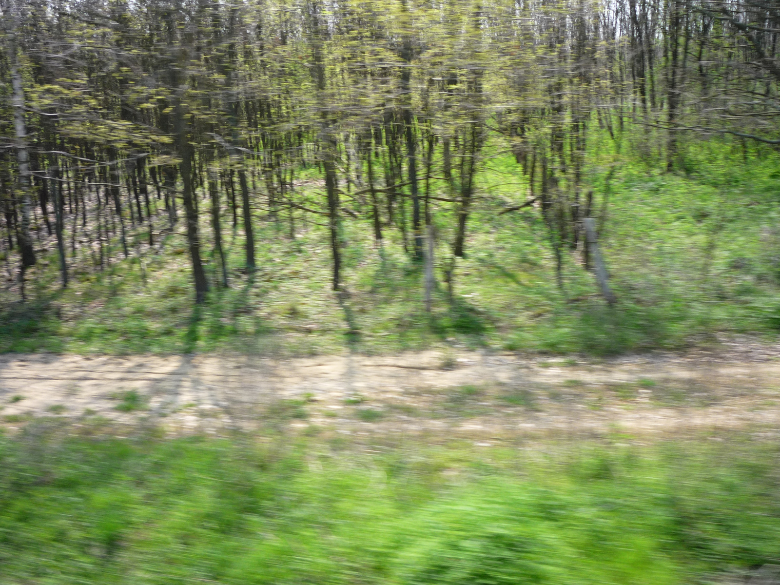 El-el suhanó tavaszi fák