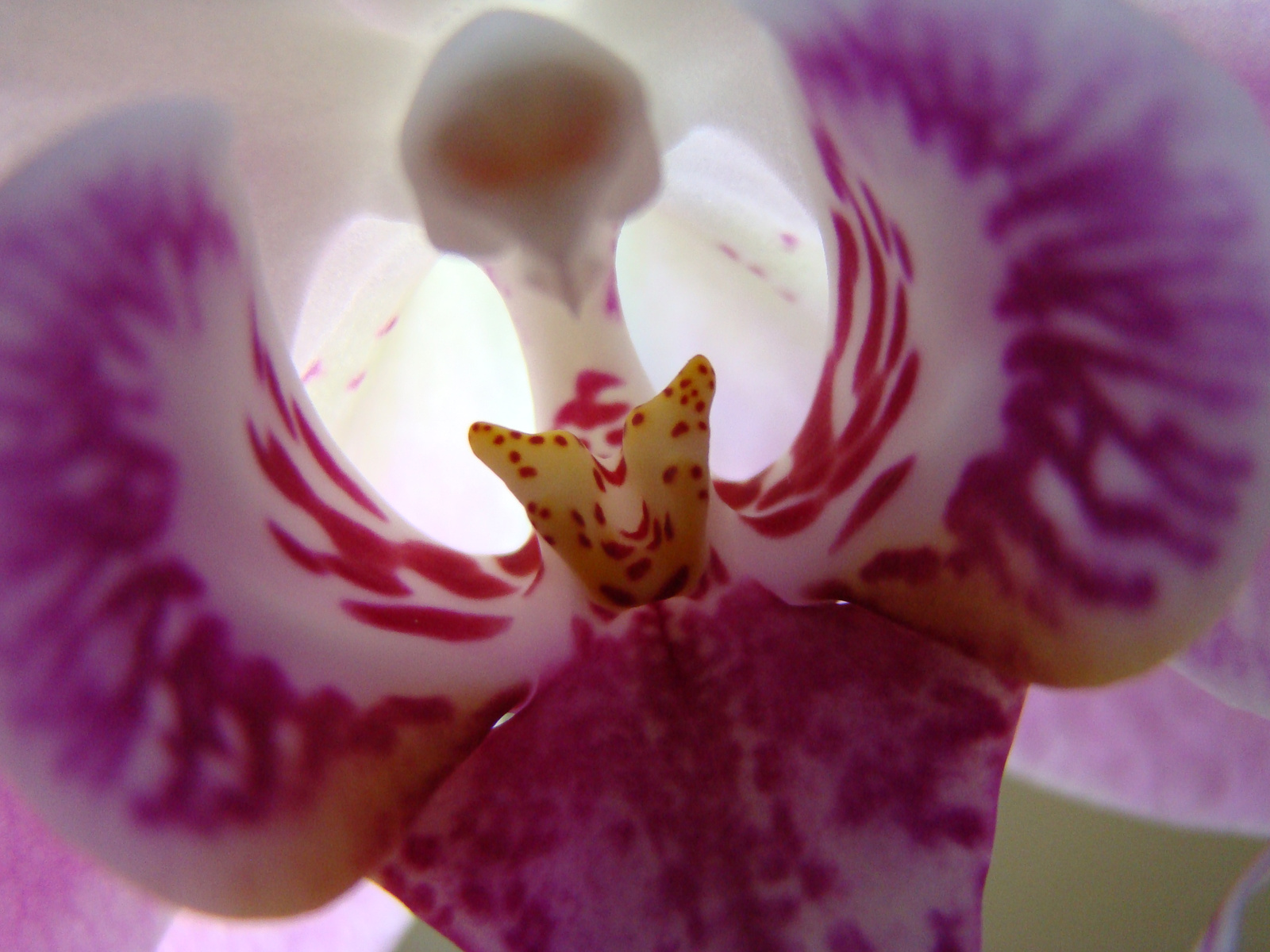 Orhidea-lepkéje