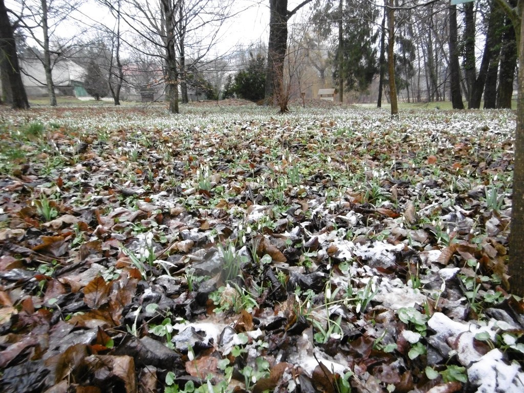 062 Bakonybél, monostori arborétum