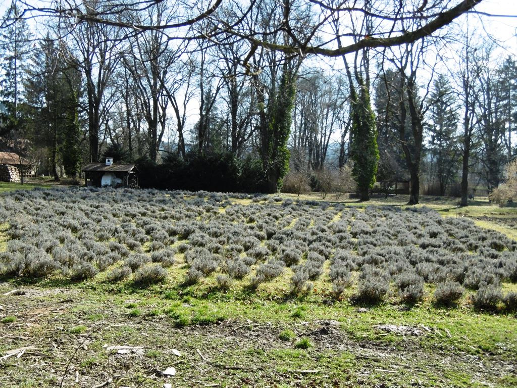 070 Bakonybél, monostori arborétum