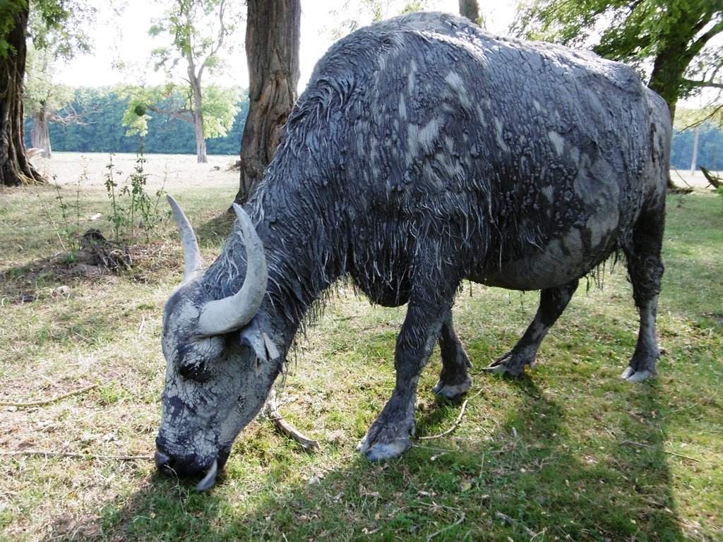 132 Kápolnapuszta, bivalyfarm