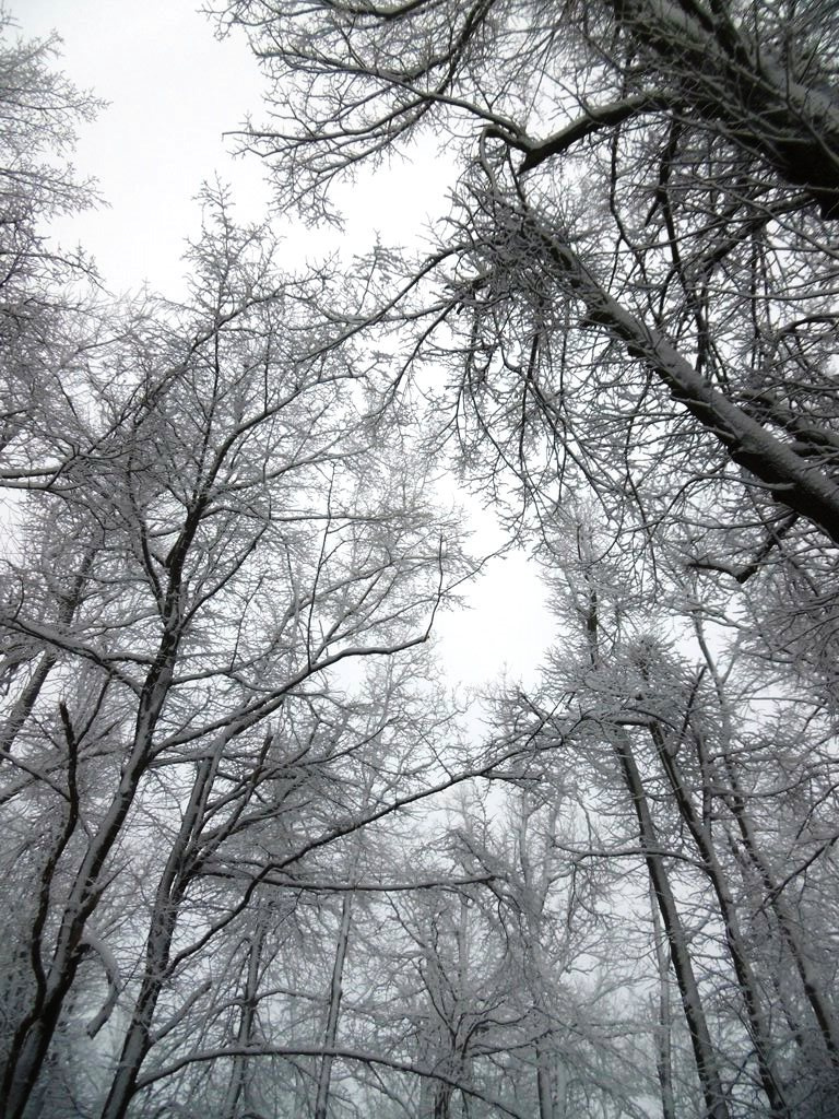 058 Téli erdő
