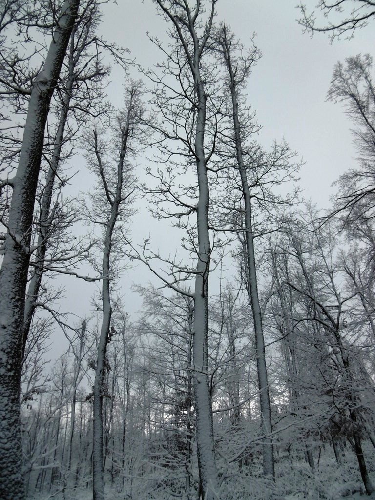 064 Téli erdő