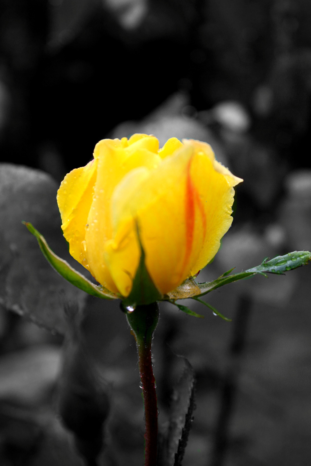 Nyílik még a sárga rózsa...