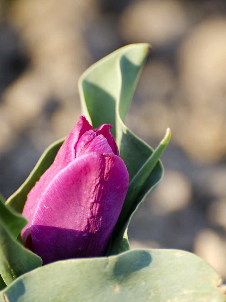 fázós tulipán