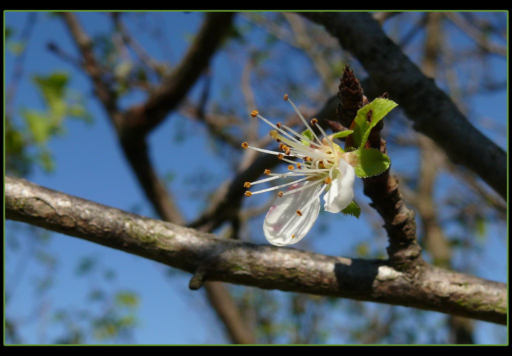 kóbor szilvafa virág