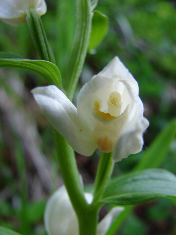 C. damassonium