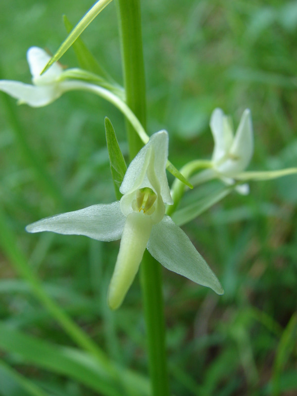 P. bifolia