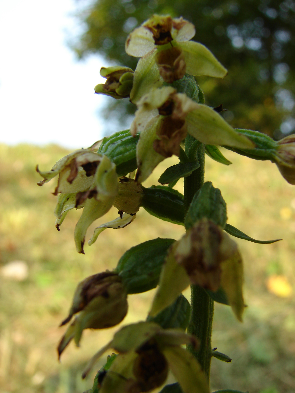 Epipactis sp.,talán E. tallosii