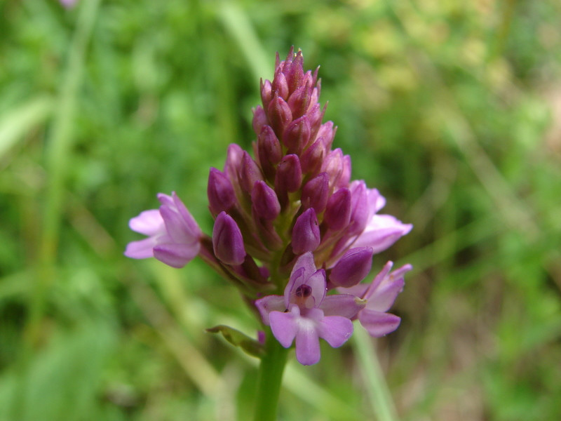 Vitézvirág (Anacamptis pyramidalis)