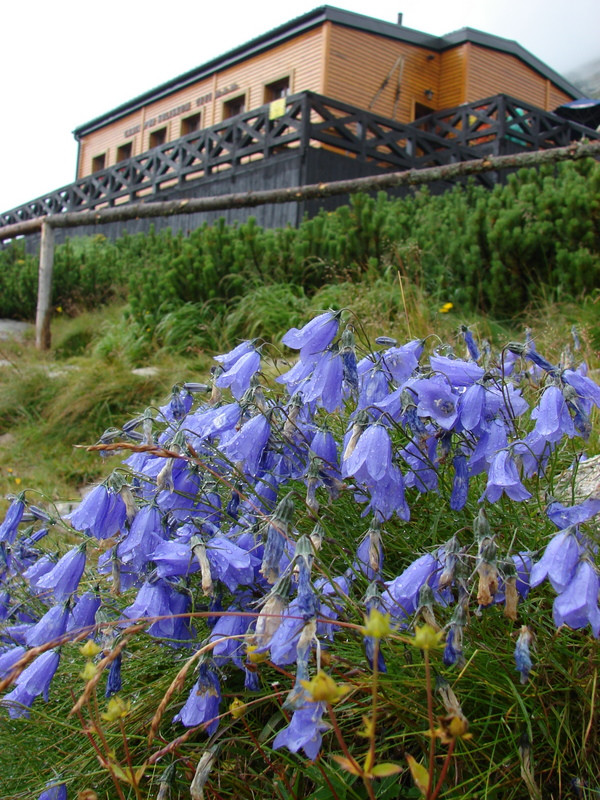 Harangvirág (Campanula patula), a szoliszkói menedékháznál.