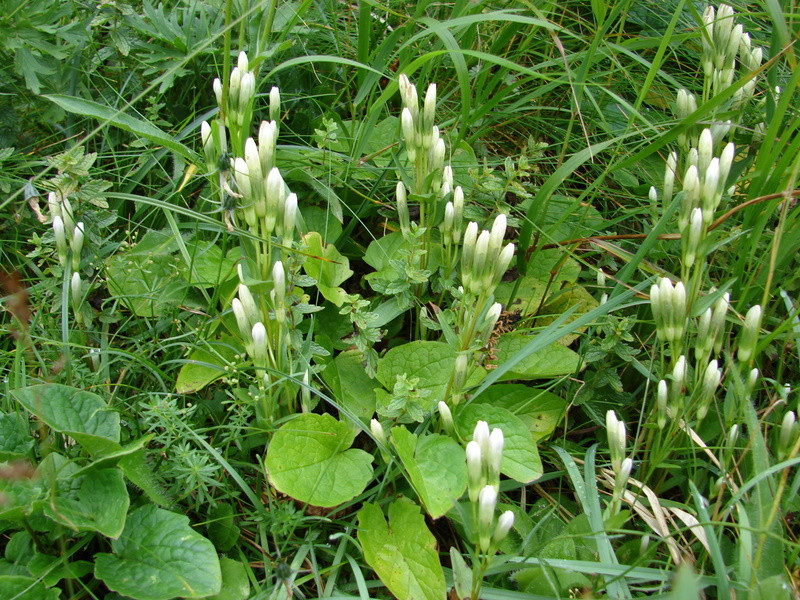 Tárnicska (Gentianella sp.)